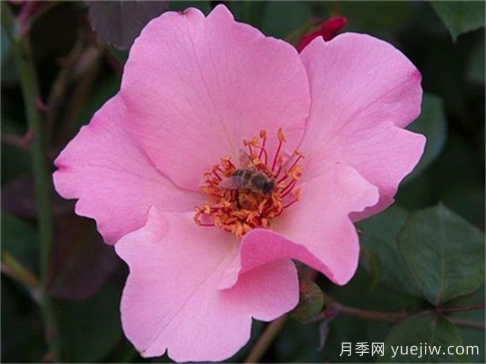 推薦10個(gè)優(yōu)秀單瓣月季品種(圖2)