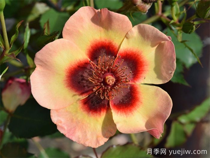 推薦10個(gè)優(yōu)秀單瓣月季品種(圖3)