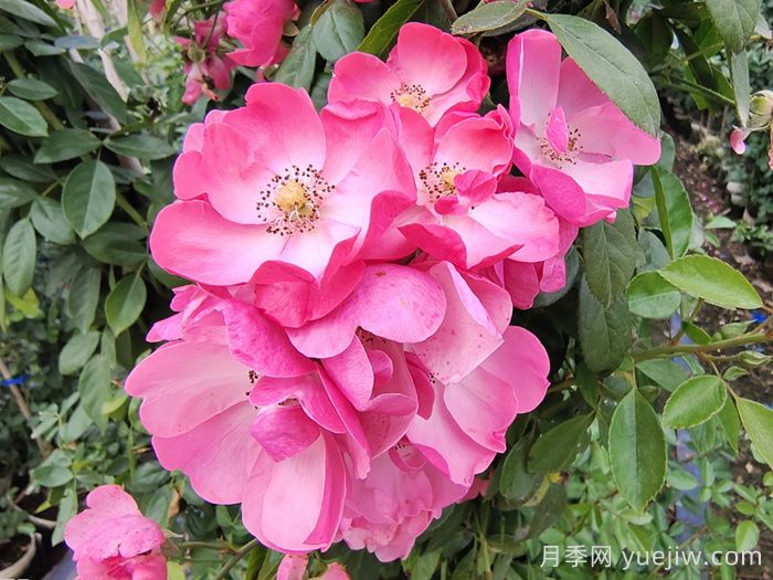藤本月季中有哪些單瓣花？(圖1)