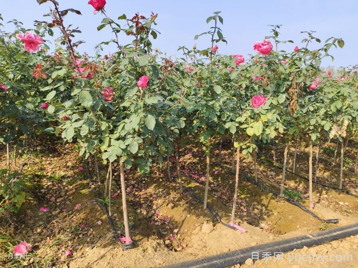 新手應該如何養月季花？(圖2)