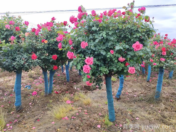 新手應該如何養月季花？(圖3)