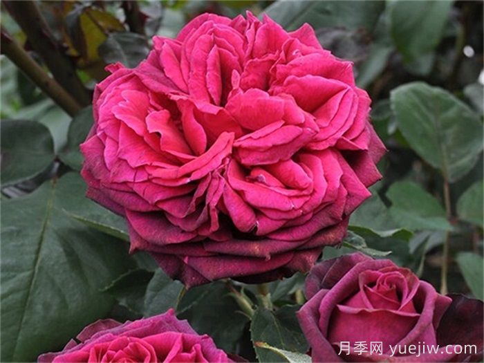 狄安娜伯爵夫人月季的優(yōu)缺點(diǎn)是什么？(圖1)