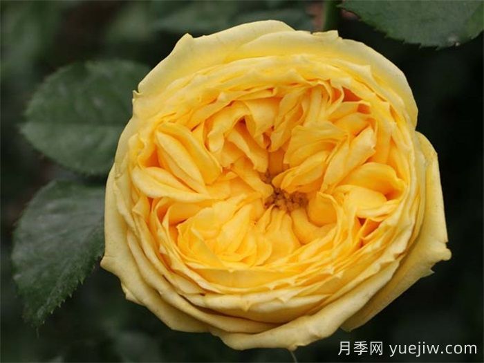 推薦8款好養黃色灌木月季品種(圖1)