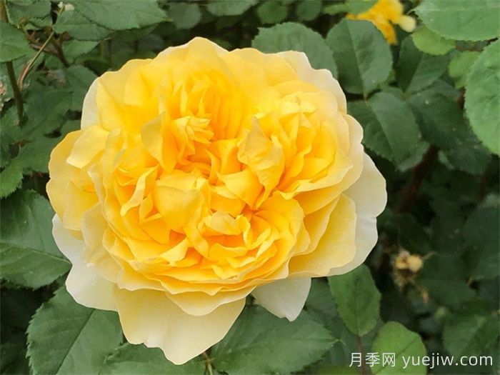 推薦8款好養黃色灌木月季品種(圖4)