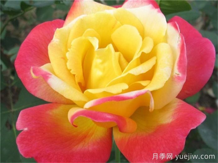 怡紅院月季的優(yōu)缺點(diǎn)是什么？(圖1)