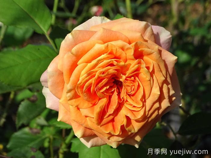 科塔別墅月季的介紹以及優(yōu)缺點(diǎn)(圖1)