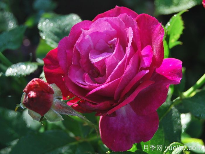 無(wú)垠藍天月季/藍色伊甸園月季(圖1)