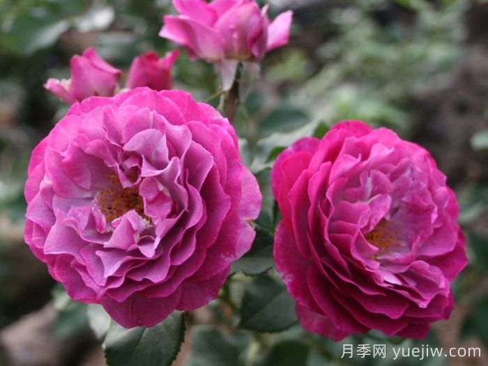 無(wú)垠藍天月季/藍色伊甸園月季(圖3)