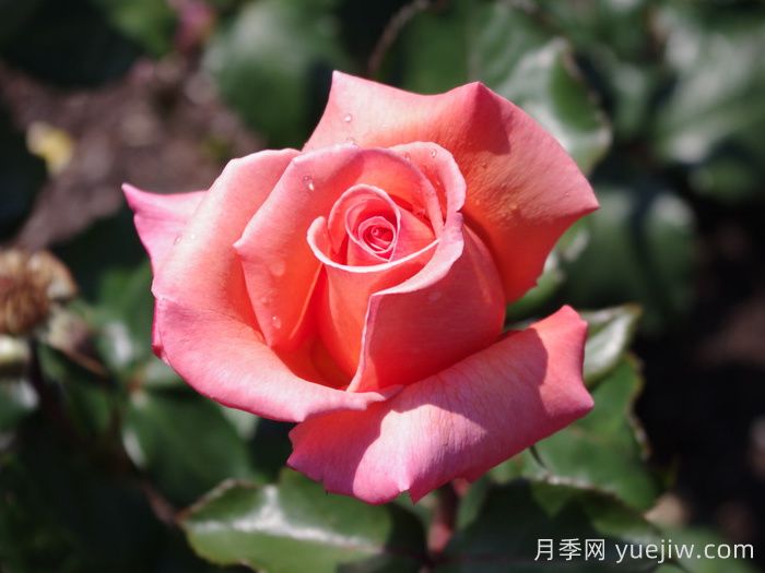 格特魯德施韋策月季(圖1)