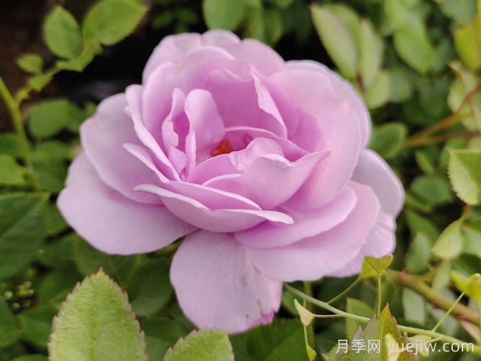 月季花開(kāi)為何多姿多彩？科學(xué)分析(圖1)