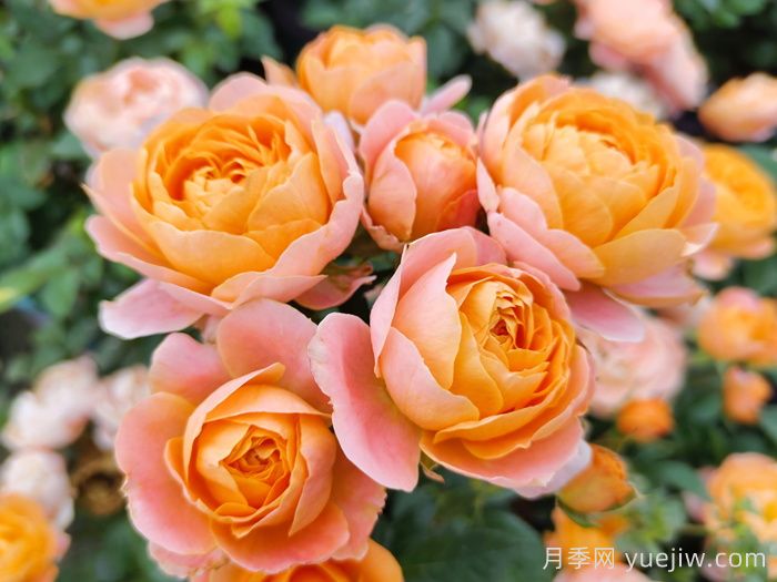 月季花開(kāi)為何多姿多彩？科學(xué)分析(圖2)
