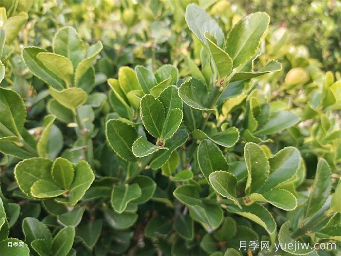 大葉黃楊和小葉黃楊有什么區別？(圖1)