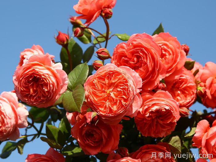 推薦10種不怕熱的月季，夏天隨便養，花開(kāi)不停(圖4)