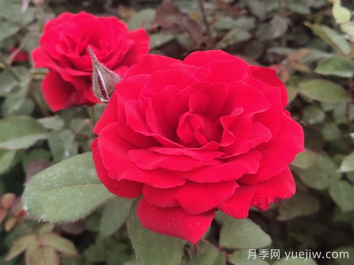 月季花有什么顏色？10大色系(圖1)