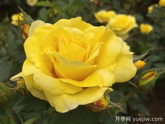 月季花有什么顏色？10大色系(圖3)