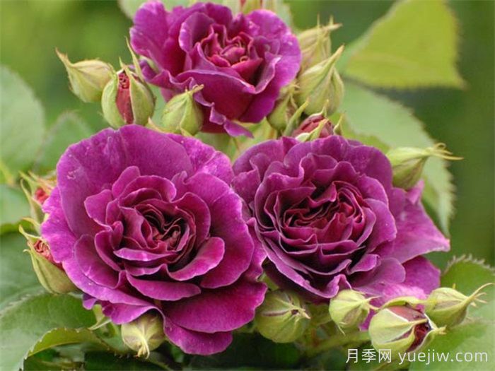 月季花有什么顏色？10大色系(圖4)