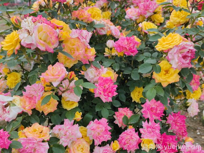 月季花有什么顏色？10大色系(圖5)