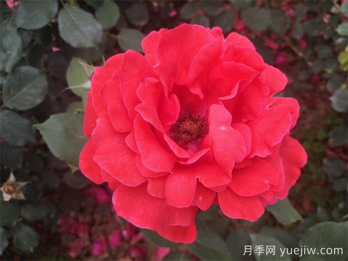 推薦八款6月***值得養的月季，特別耐曬，花大色艷(圖2)