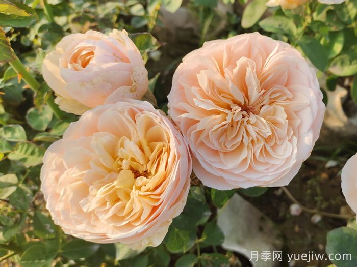 耐曬性強的6種月季，夏季高溫依然美(圖2)