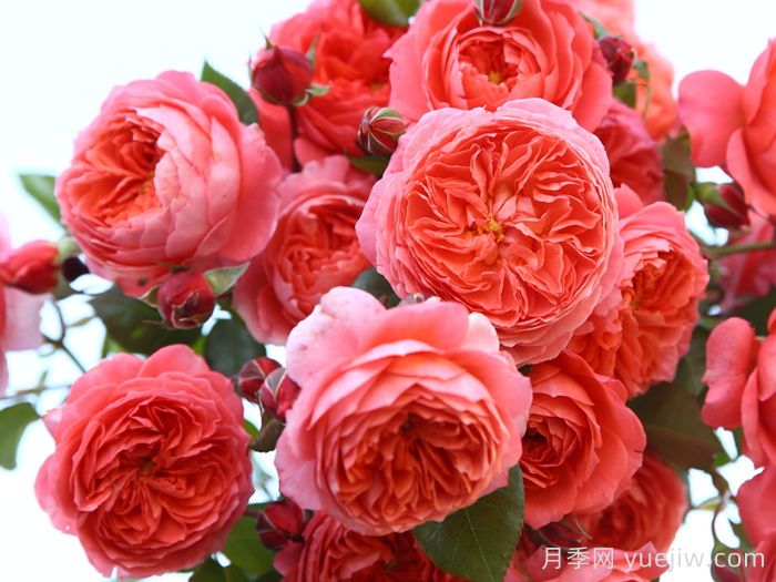 耐曬性強的6種月季，夏季高溫依然美(圖4)