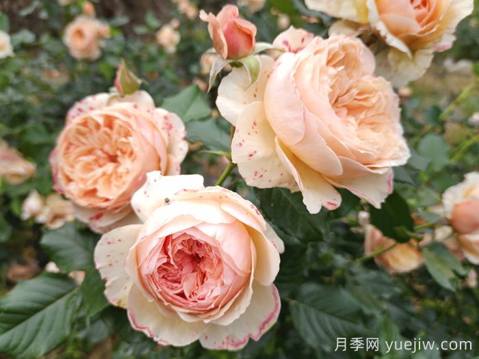 耐曬性強的6種月季，夏季高溫依然美(圖3)
