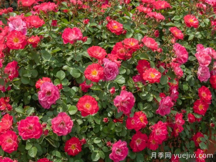 ?西子系列月季，天狼耐濕熱型低維護月季的培育路(圖5)