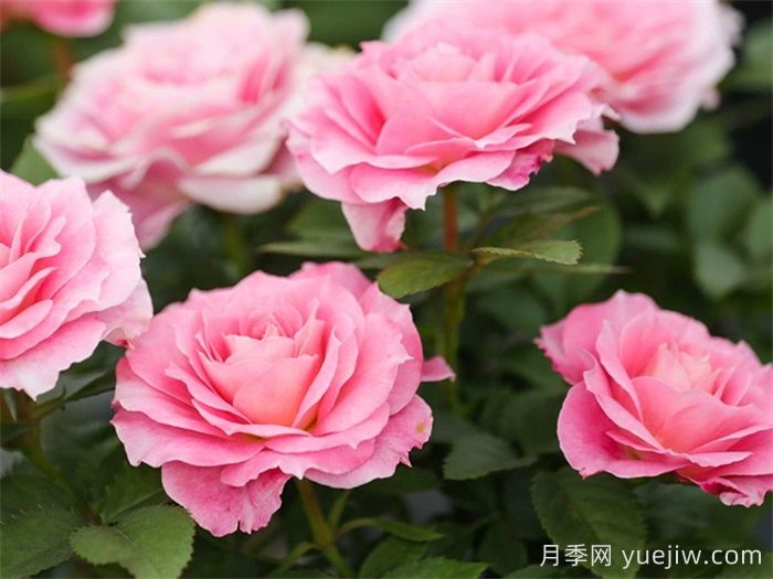 11種經(jīng)典微型月季花，顏值與實(shí)力兼具，陽(yáng)臺黨***愛(ài)(圖2)