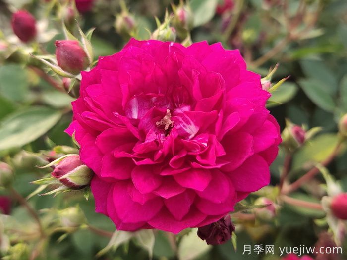 11種經(jīng)典微型月季花，顏值與實(shí)力兼具，陽(yáng)臺黨***愛(ài)(圖3)