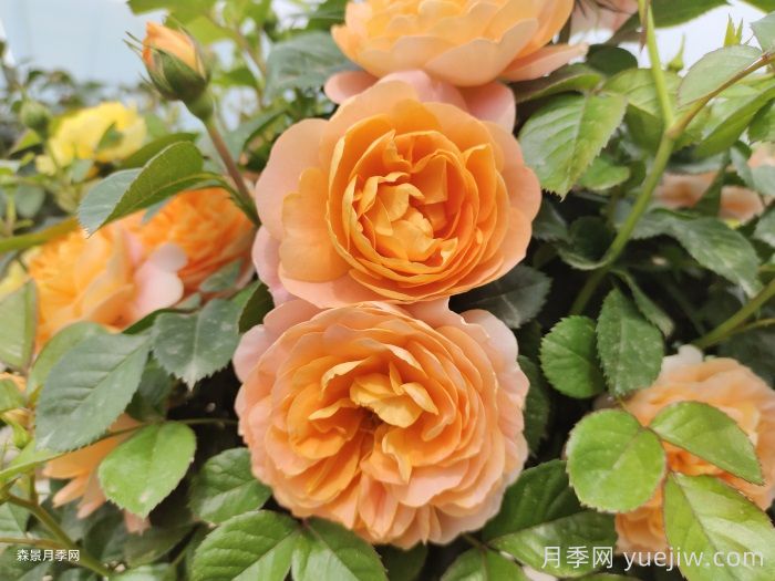 11種經(jīng)典微型月季花，顏值與實(shí)力兼具，陽(yáng)臺黨***愛(ài)(圖6)