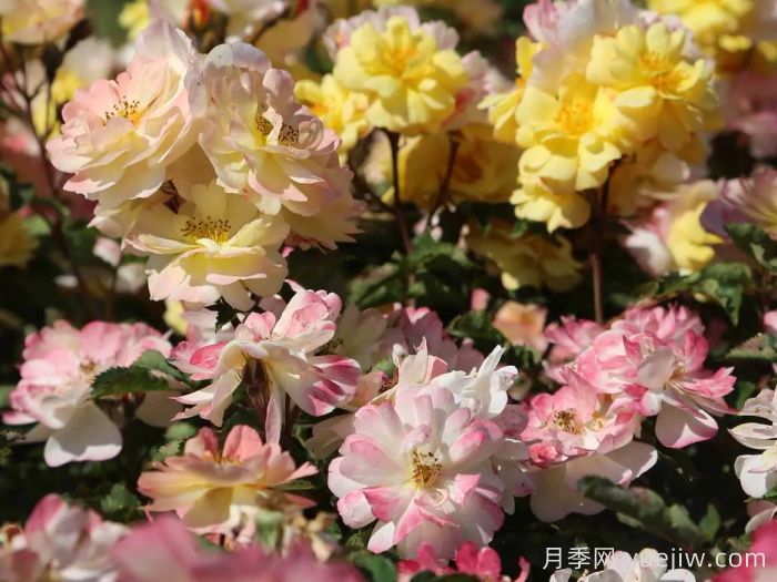 推薦勤花表現極好的景觀(guān)低維護月季品種(圖1)