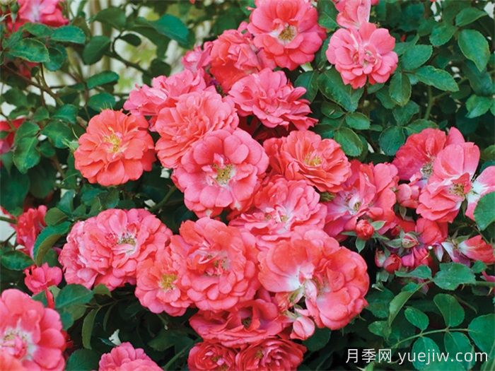 推薦勤花表現極好的景觀(guān)低維護月季品種(圖4)