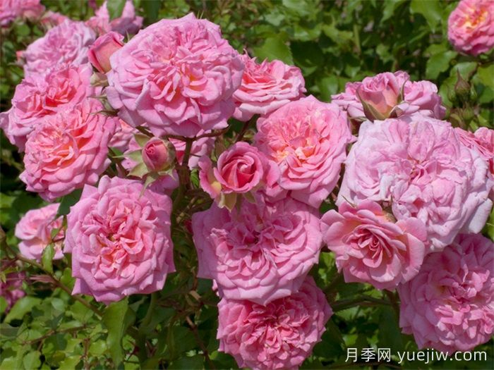 推薦勤花表現極好的景觀(guān)低維護月季品種(圖5)