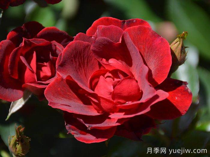 推薦勤花表現極好的景觀(guān)低維護月季品種(圖2)