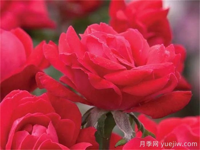 推薦勤花表現極好的景觀(guān)低維護月季品種(圖7)