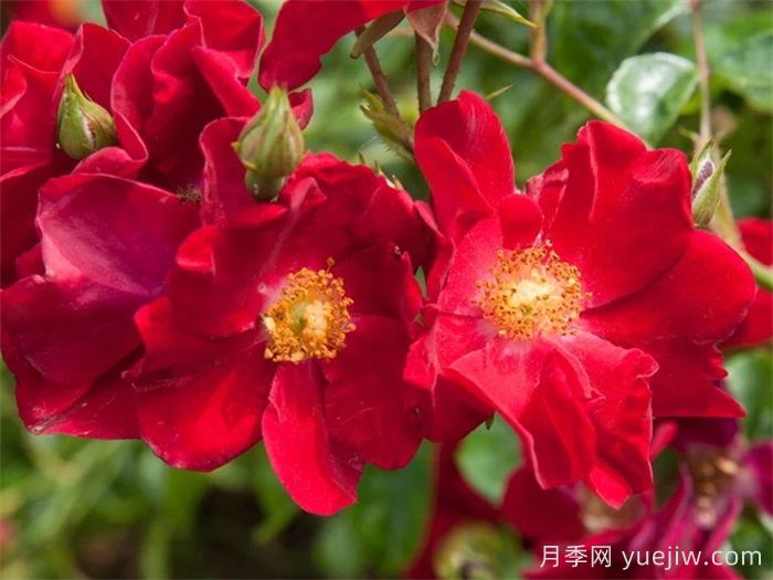 推薦勤花表現極好的景觀(guān)低維護月季品種(圖10)