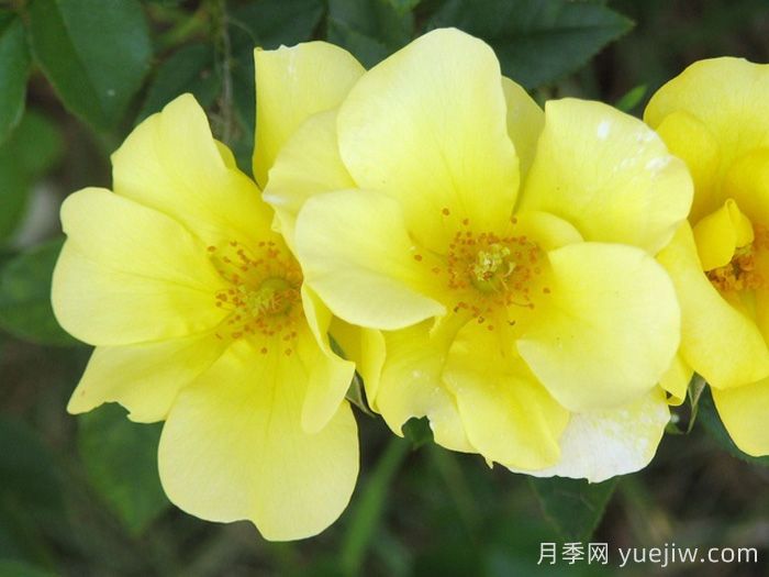 推薦勤花表現極好的景觀(guān)低維護月季品種(圖11)