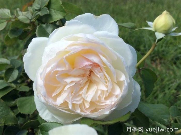 普及12種月季，養不死得小強月季(圖2)