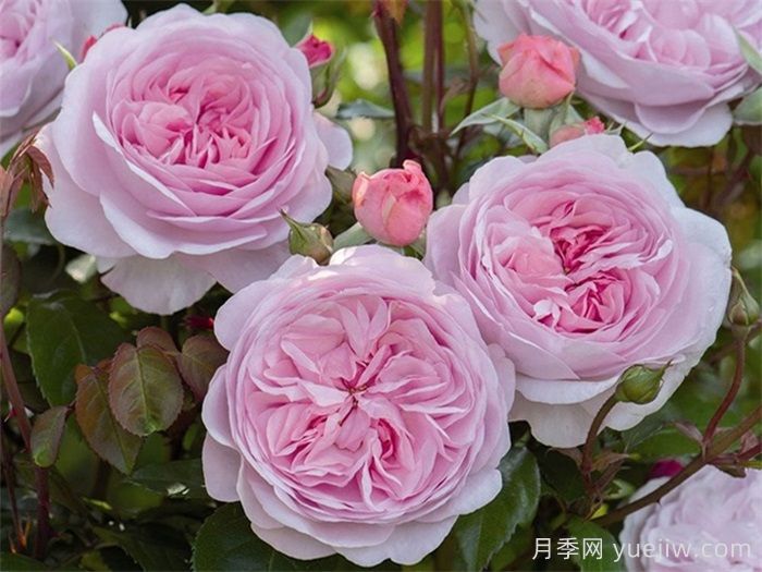 普及12種月季，養不死得小強月季(圖6)