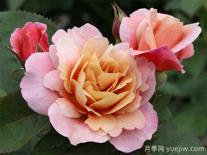 推薦8款復古柔色月季，色彩獨特，花型優(yōu)雅(圖1)