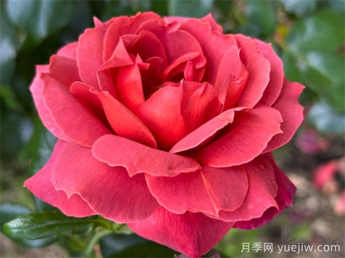 推薦8款復古柔色月季，色彩獨特，花型優(yōu)雅(圖3)