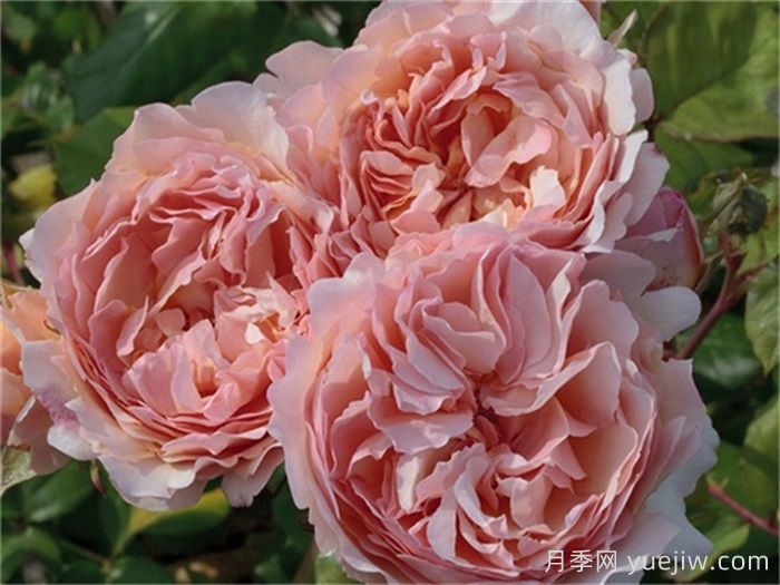 推薦8款復古柔色月季，色彩獨特，花型優(yōu)雅(圖6)