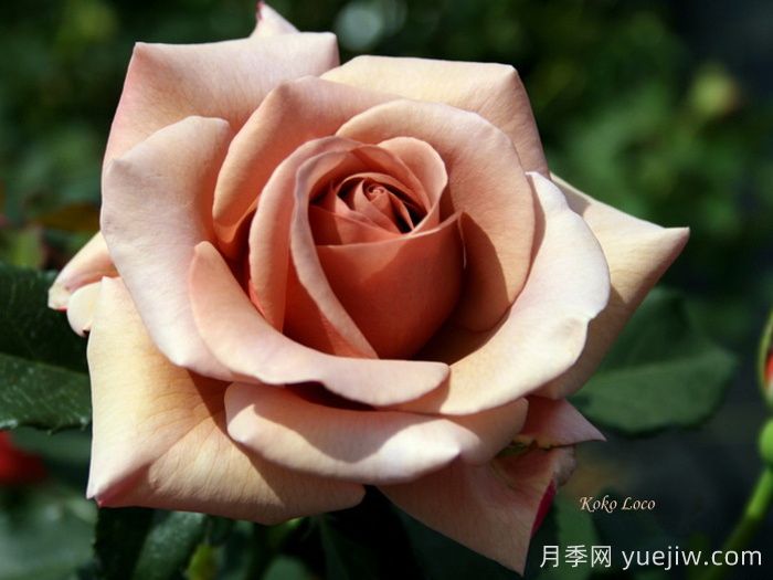 推薦8款復古柔色月季，色彩獨特，花型優(yōu)雅(圖2)