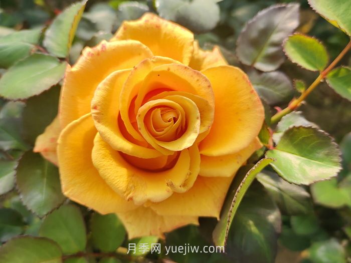 夏日賞花必入！這9款玫瑰讓花期超長(cháng)待機(圖2)