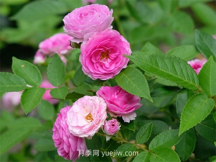 推薦幾個(gè)濃香的微型月季品種(圖2)