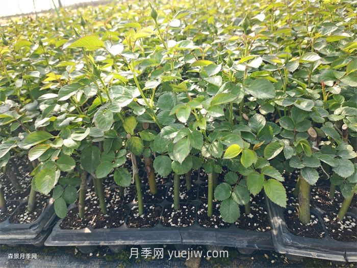 月季苗，南陽(yáng)月季小苗用于全國各地的月季繁育基地(圖1)