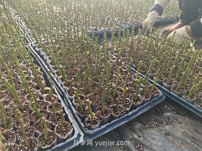 月季苗，南陽(yáng)月季小苗用于全國各地的月季繁育基地(圖3)
