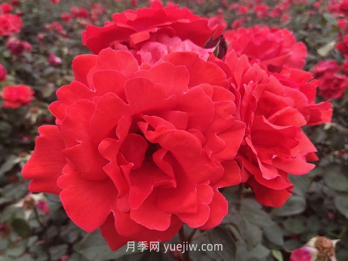 北方園林綠化帶常見(jiàn)的月季花(圖1)