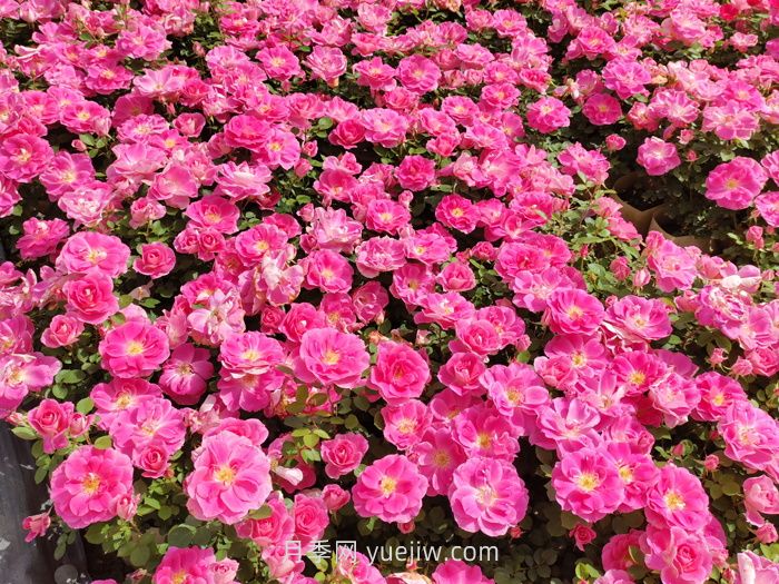 北方園林綠化帶常見(jiàn)的月季花(圖2)