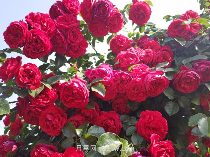 北方園林綠化帶常見(jiàn)的月季花(圖3)
