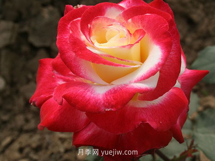 盤(pán)點(diǎn)11個(gè)強香的月季品種，個(gè)個(gè)打滿(mǎn)分(圖1)